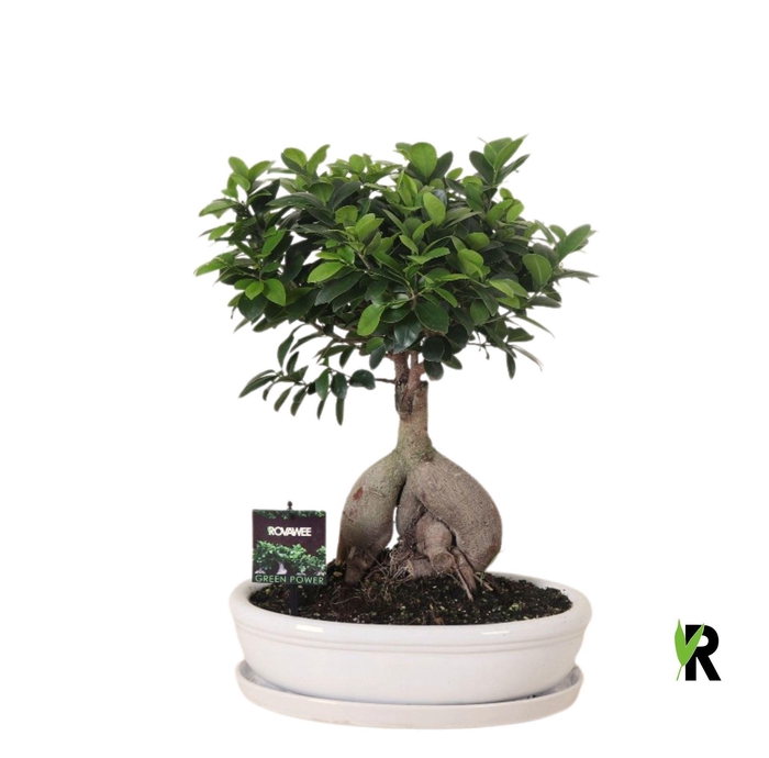 <h4>Ficus microcarpa 'Ginseng'</h4>