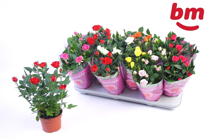 <h4>RO B MONDE GEM 7 SRT</h4>