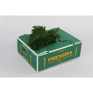 Leatherleaf Junior (Spain)