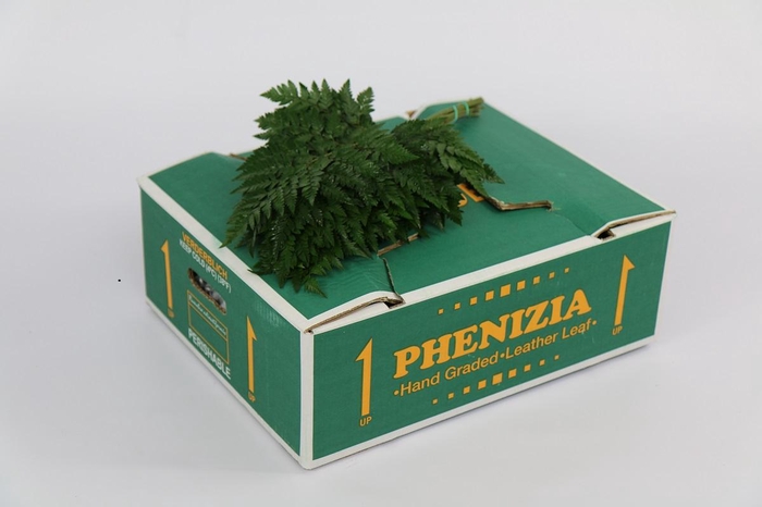 <h4>Leatherleaf Junior (Spain)</h4>