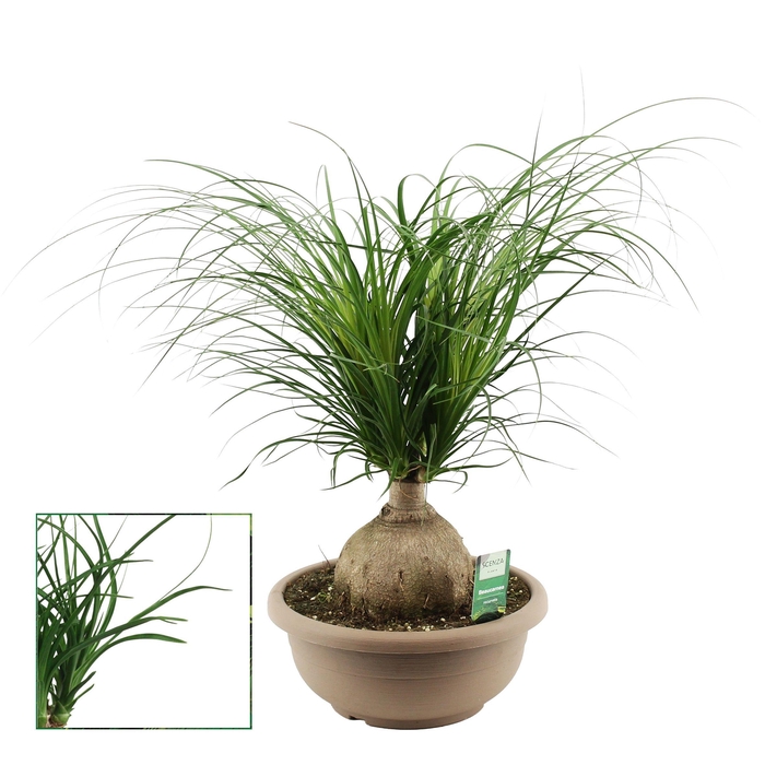 Beaucarnea bol 30 cm (Scenza)