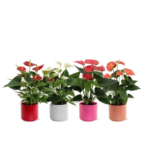 Anthurium 4 color mix in Kaya 2 ceramic