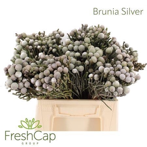 BRUNIA LEAVIS (SILVER BRUNIA)