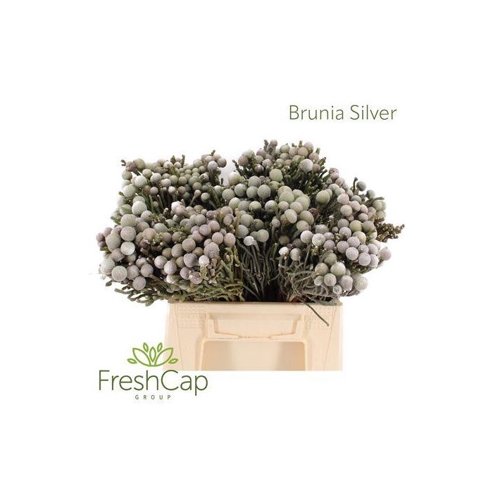 <h4>BRUNIA LEAVIS (SILVER BRUNIA)</h4>