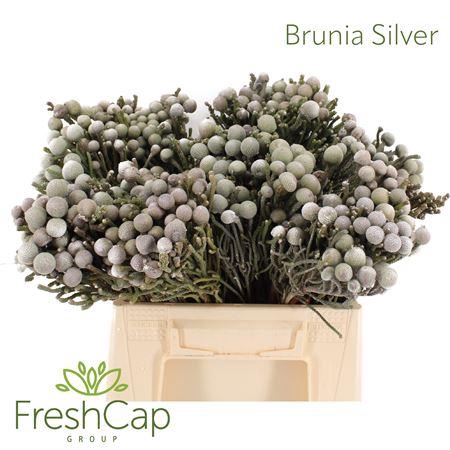 BRUNIA LEAVIS (SILVER BRUNIA)