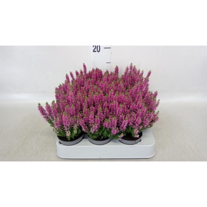 Calluna vulg. 'Beauty L Renate'