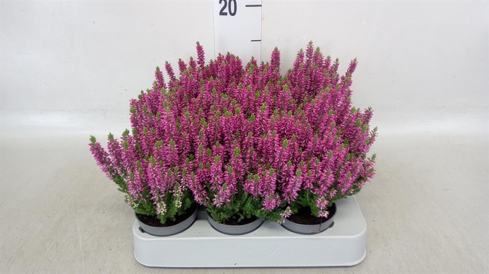 <h4>Calluna vulg. 'Beauty L Renate'</h4>
