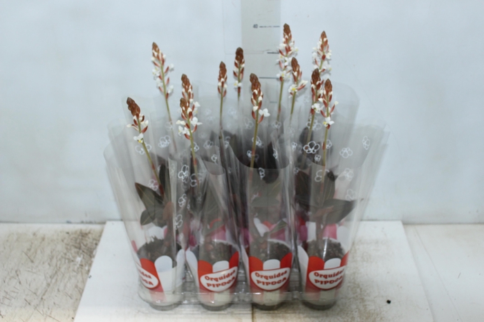 <h4>LUDISIA P08</h4>