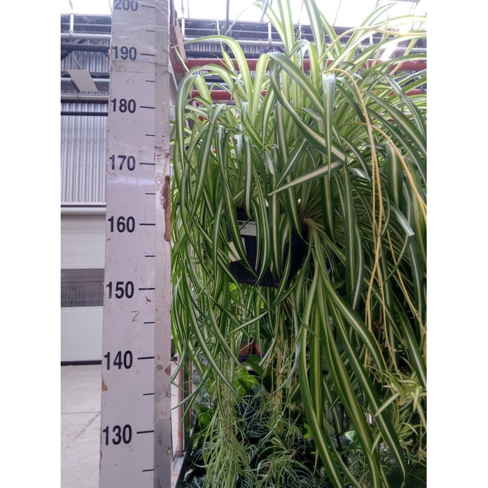 <h4>Chlorophytum com. 'Vittatum'</h4>