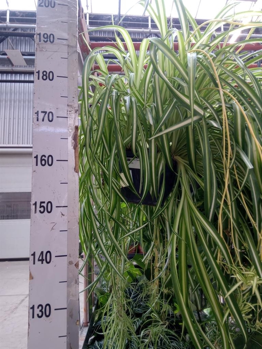 Chlorophytum com. 'Vittatum'