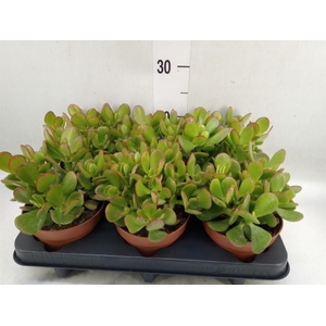 Crassula ovata