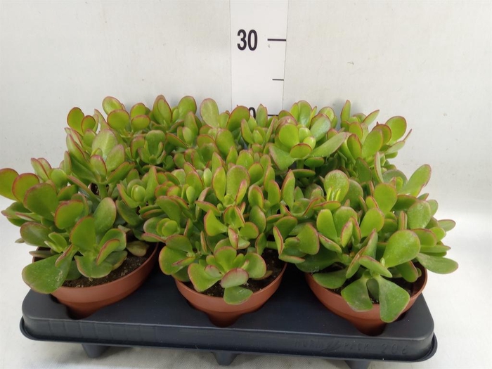 <h4>Crassula ovata</h4>
