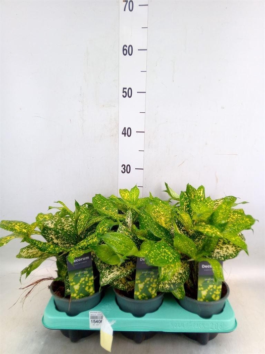<h4>Dracaena surculosa 'Florida Beauty'</h4>