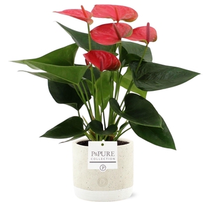 Anthurium 12 cm Sweet Dream in Pure Jade ceramic