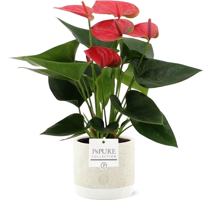 <h4>Anthurium 12 cm Sweet Dream in Pure Jade ceramic</h4>
