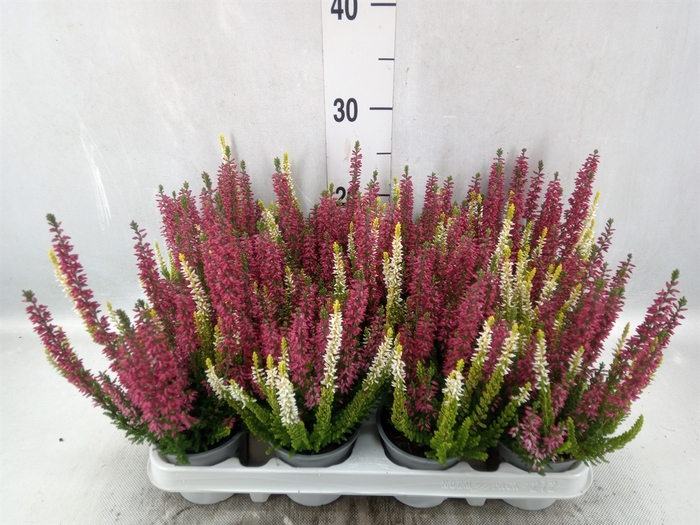 <h4>Calluna vulg. 'Beauty L'  ..mix 2/p</h4>