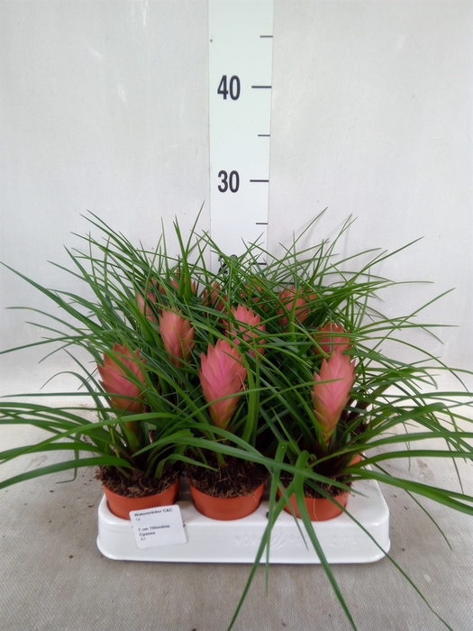 <h4>Tillandsia cyanea</h4>