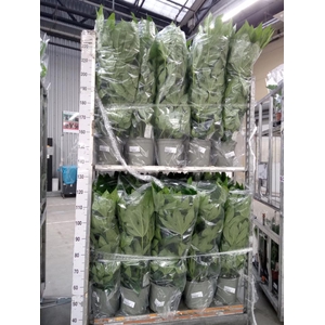 Fatsia japonica   ...