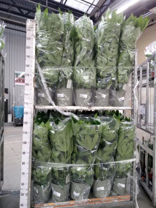 <h4>Fatsia japonica   ...</h4>