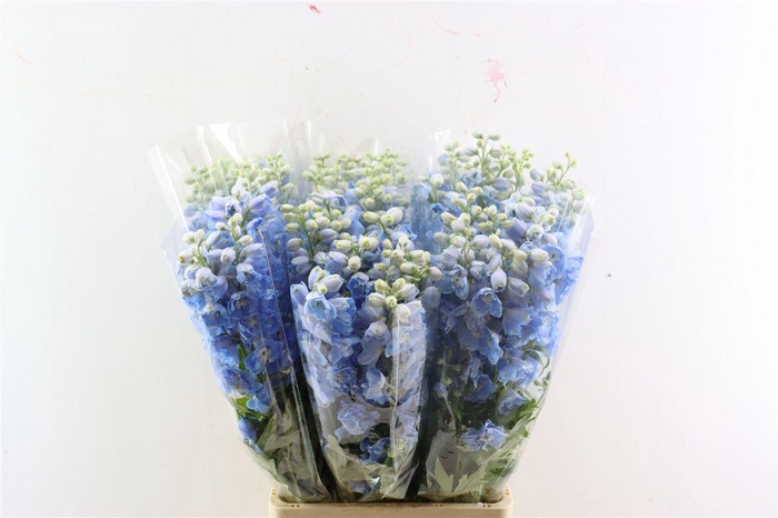 <h4>Delph Ov Light Bleu</h4>