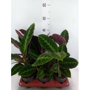 Calathea warscewiczii