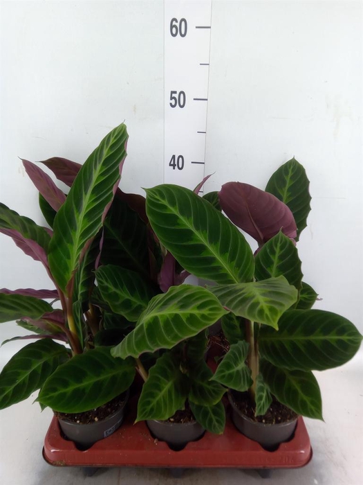 <h4>Calathea warscewiczii</h4>