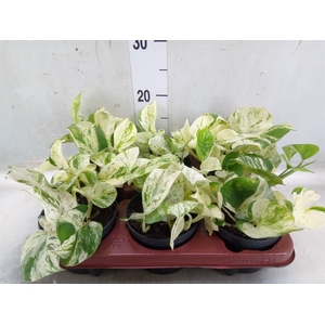 Epipremnum pinn. 'Happy Leaf'