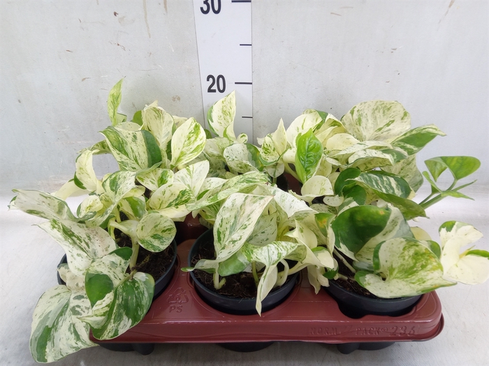 <h4>Epipremnum pinn. 'Happy Leaf'</h4>