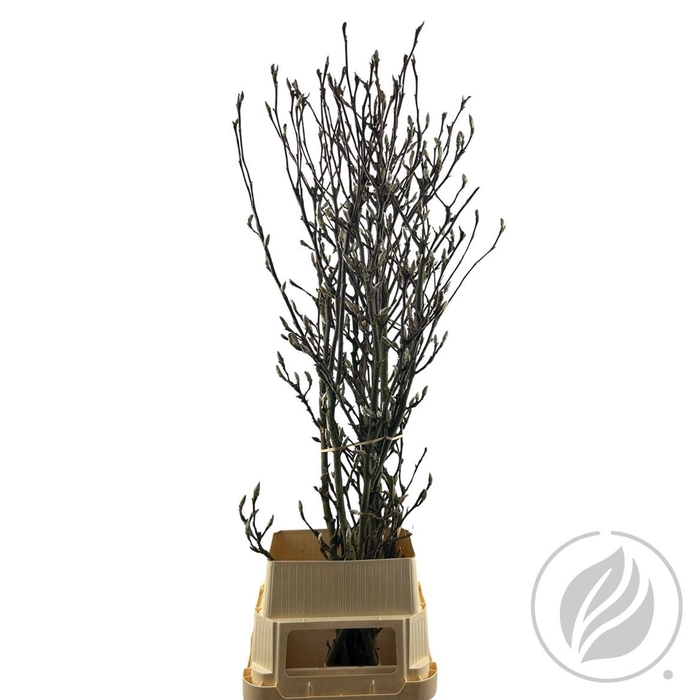 <h4>Magnolia Grandiflora 140cm</h4>