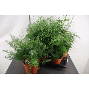 Asparagus 17 Cm. P. Gemengd 3 Srt. Mix