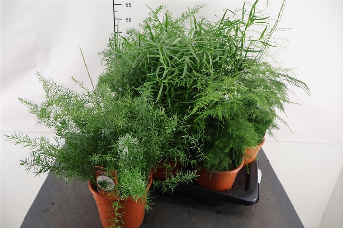 <h4>Asparagus 17 Cm. P. Gemengd 3 Srt. Mix</h4>