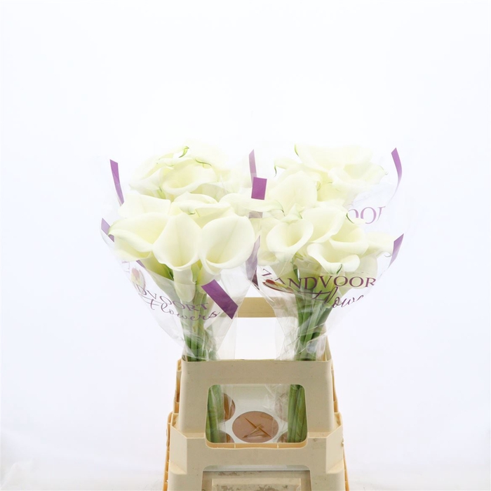 <h4>Calla White Art | Heavy Quality</h4>