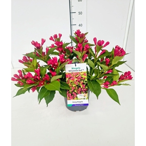 Weigela overig