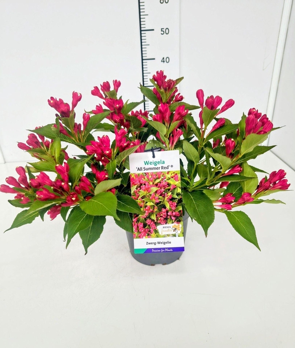<h4>Weigela overig</h4>