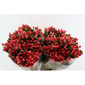 Hyp Pacific Shiny Red Spray