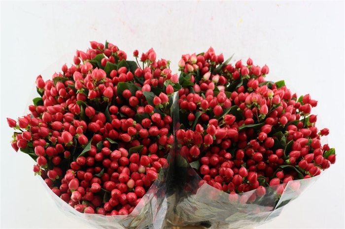 <h4>Hyp Pacific Shiny Red Spray</h4>