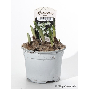 GALANTHUS NIVALIS