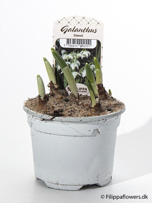 <h4>GALANTHUS NIVALIS</h4>