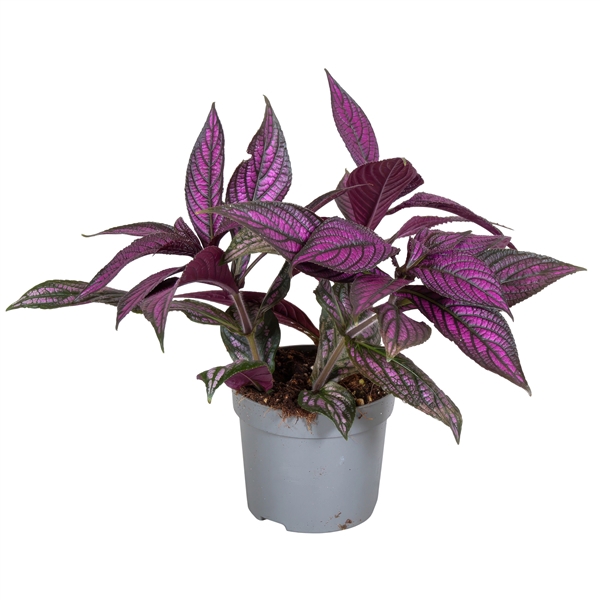 <h4>Strobilanthes dyeriana</h4>