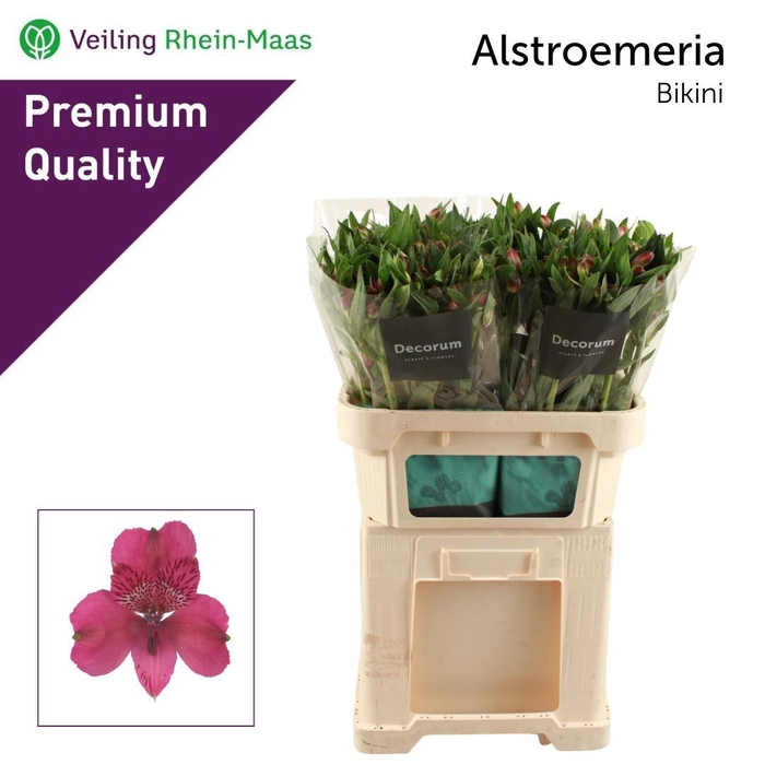 <h4>ALSTR BIKINI</h4>