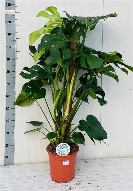 <h4>MONSTERA DELICIOSA</h4>