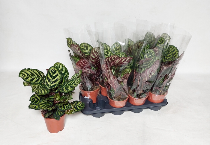 <h4>CALAT MAKOYANA</h4>