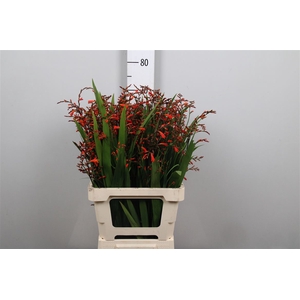 Crocos Carmine Red