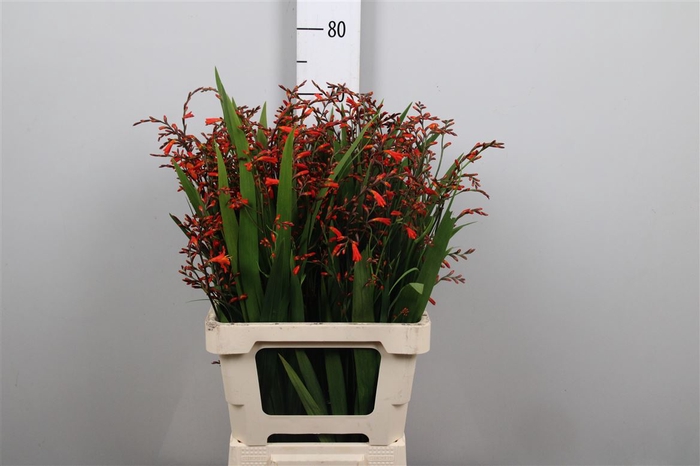 <h4>Crocos Carmine Red</h4>