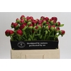 Paeonia Command Performance
