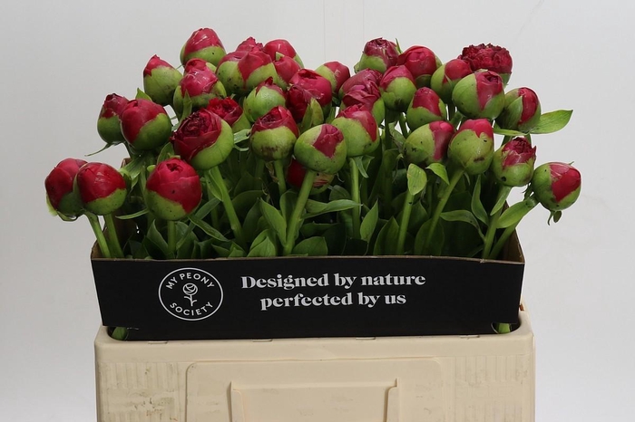 <h4>Paeonia Command Performance</h4>