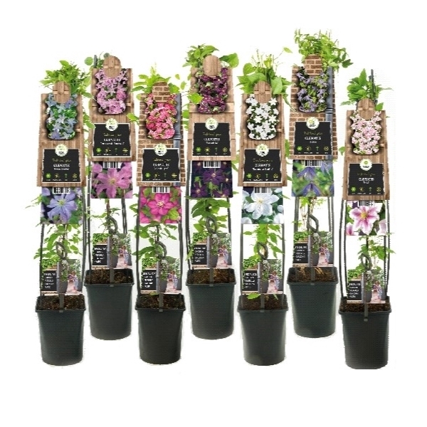 <h4>Mix CC Clematis +3.0 label</h4>