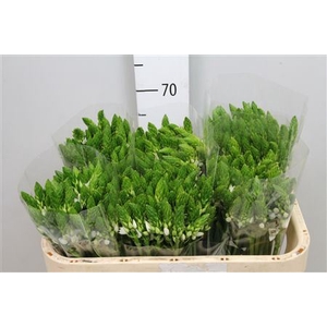 Ornithogalum thyrs.   ...