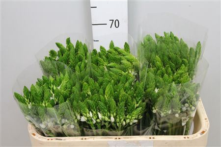 <h4>Ornithogalum thyrs.   ...</h4>