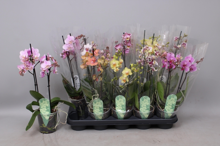 <h4>PHAL MF GEM 5 KL</h4>